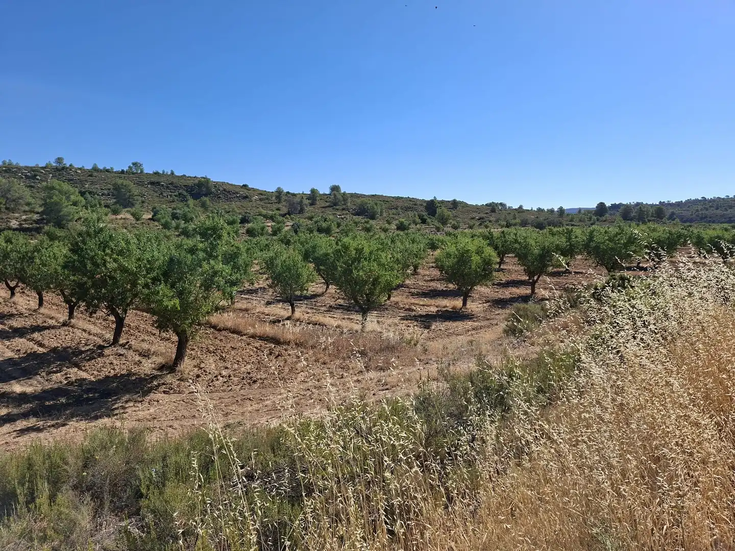 Finca rústica en venta en Maella