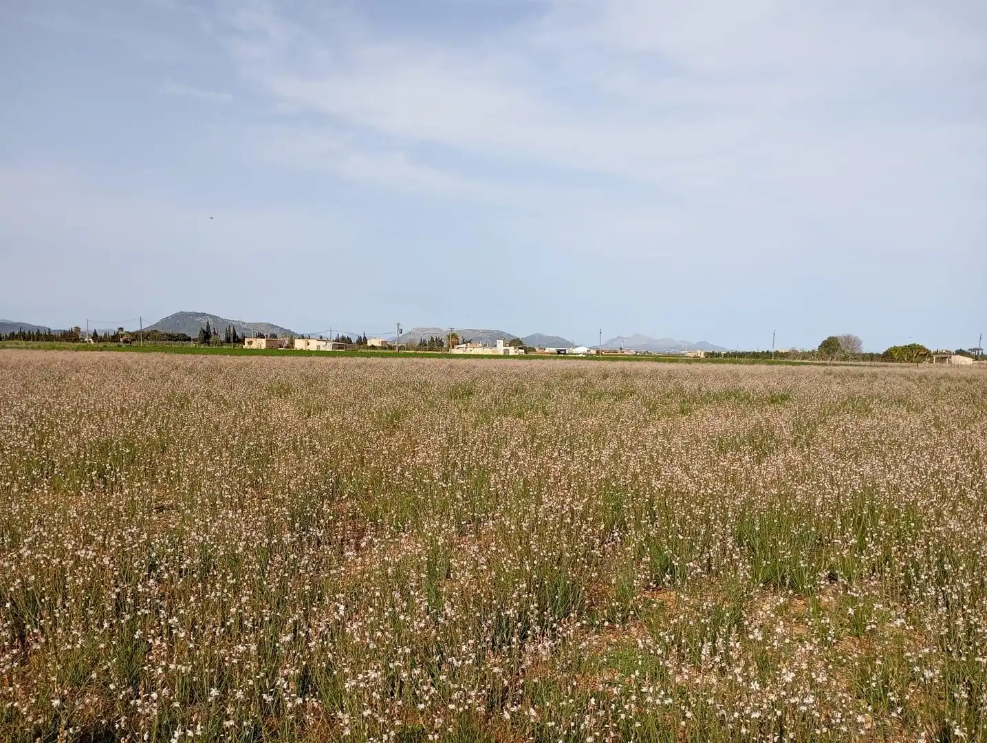 Wohnbaugrundstück zum Verkauf in Sa Pobla