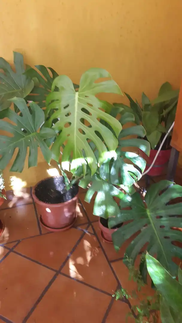 Jardí de Casa o xalet en venda en Argamasilla de Calatrava amb Jardí privat i Moblat
