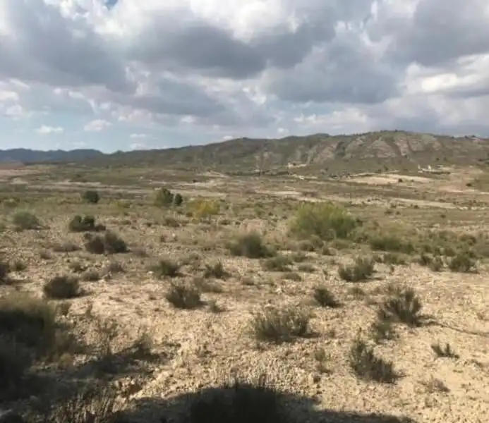 Land for sale in Cieza