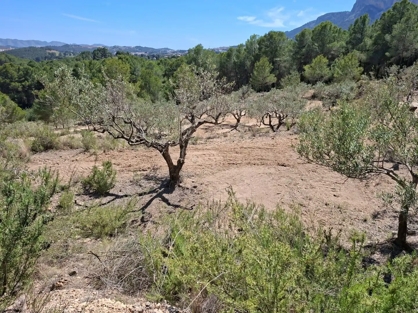 Terreny rústic en venda a Xirles, imagen 4