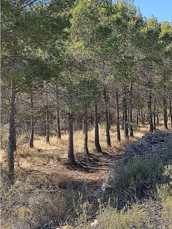 Finca rústica en venda en Zucaina