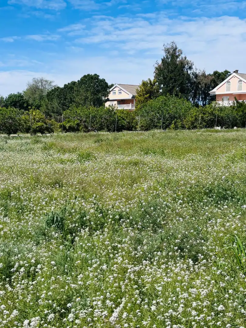 Terreny residencial en venda a Pedanías Este, imagen 5