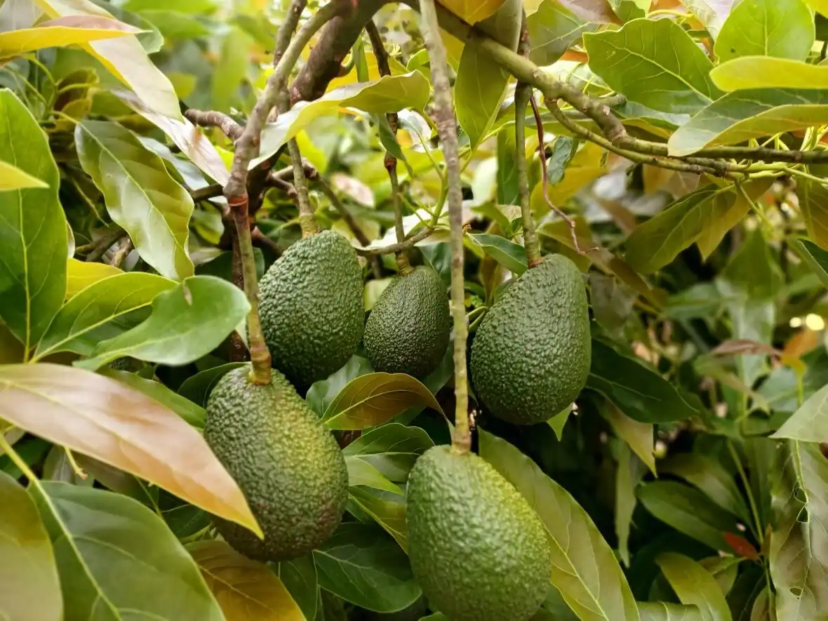 Jardí de Finca rústica en venda en La Orotava amb Terrassa