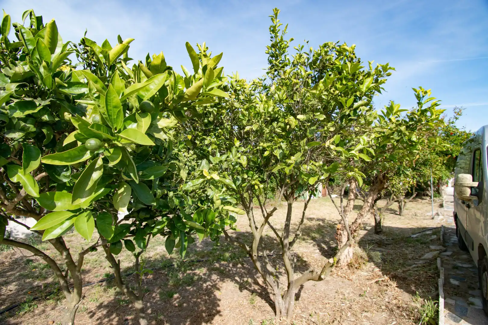 Jardí de Casa o xalet en venda en Chiclana de la Frontera