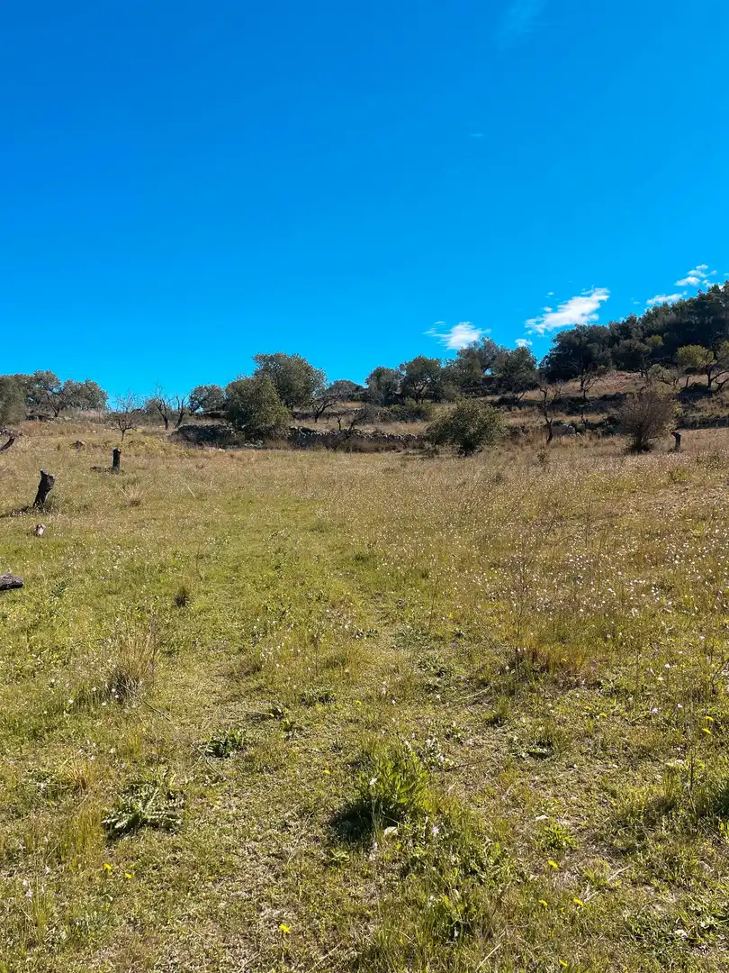 Rural land for sale in Sant Llorenç des Cardassar, imagen 13
