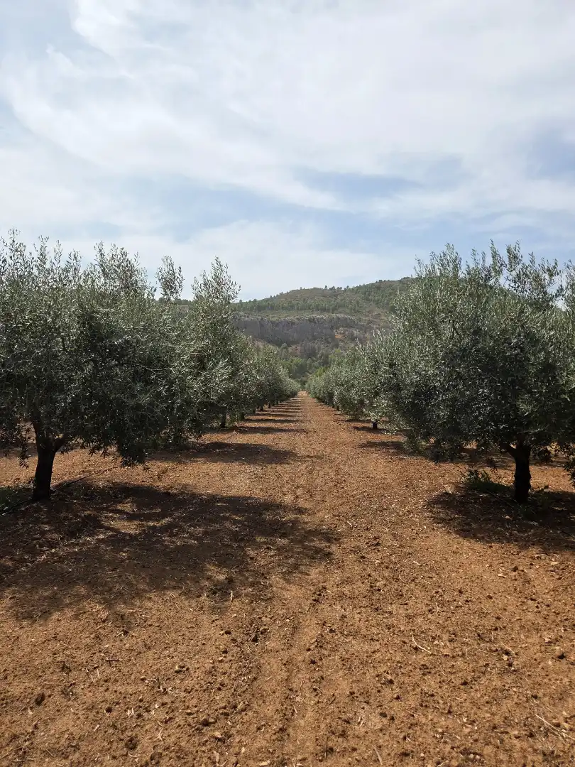 Jardín de Finca rústica en venta en Bullas