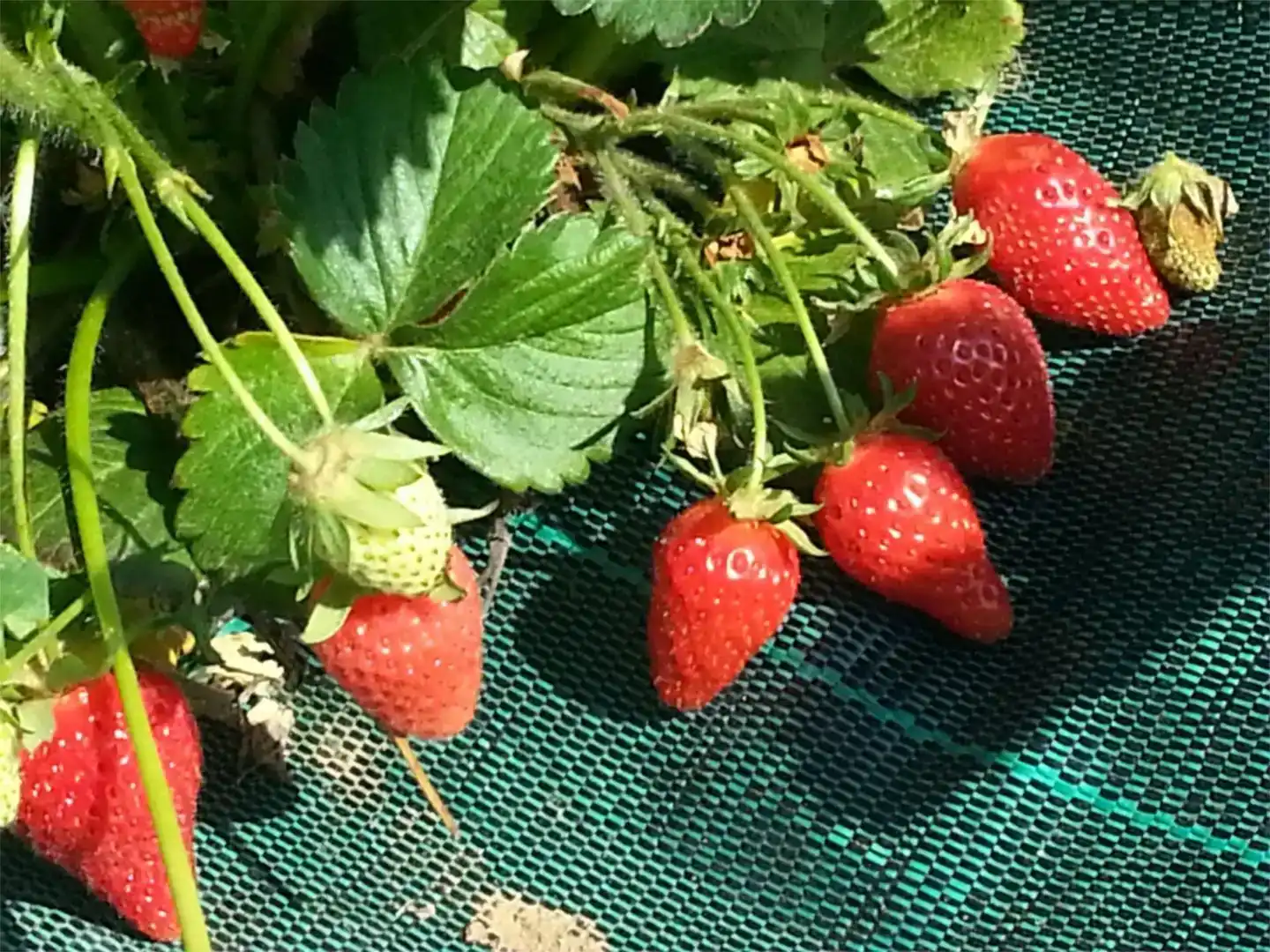 Jardí de Finca rústica en venda en La Vilueña amb Aire condicionat, Piscina i Balcó