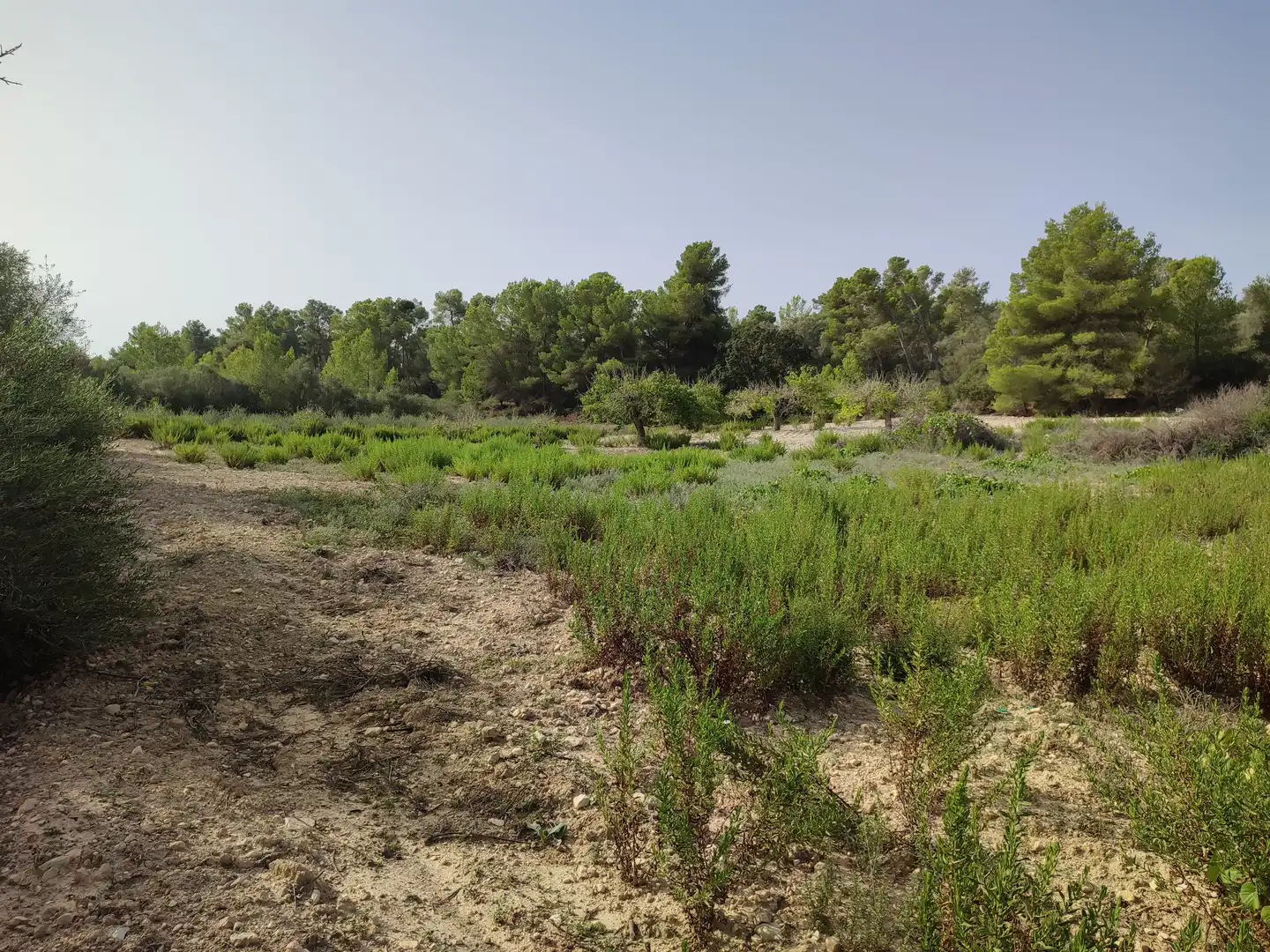Terreny residencial en venda a Sant Joan, imagen 9