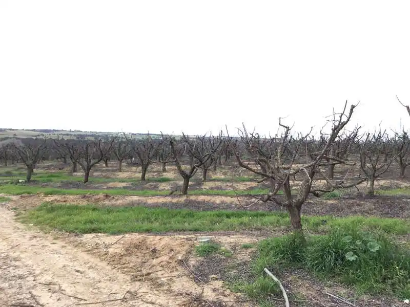 Terreno rústico en venta en Huévar del Aljarafe, imagen 5