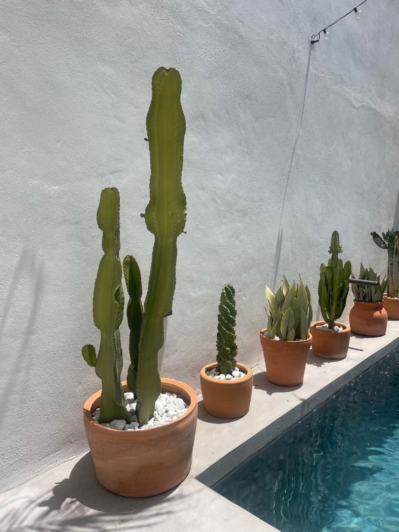 Jardí de Casa adosada en venda en Tarifa amb Jardí privat, Terrassa i Piscina