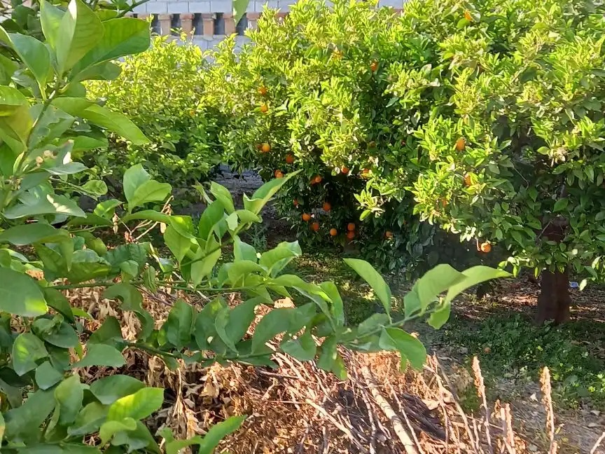 Jardín de Residencial en venta en Murcia