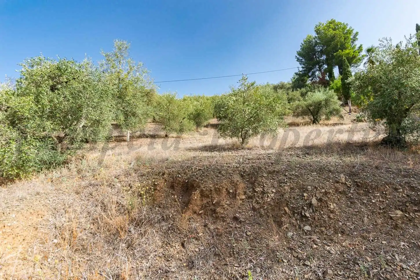 Terreny rústic en venda a Canillas de Albaida, imagen 2