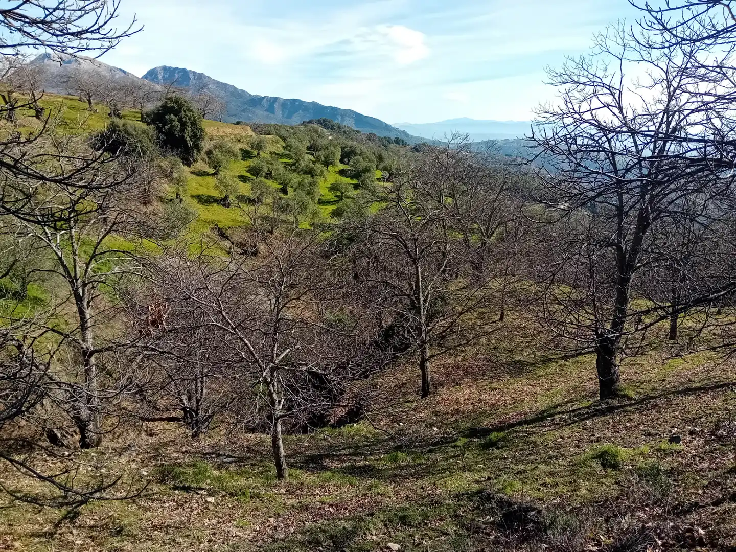 Land for sale in Yunquera
