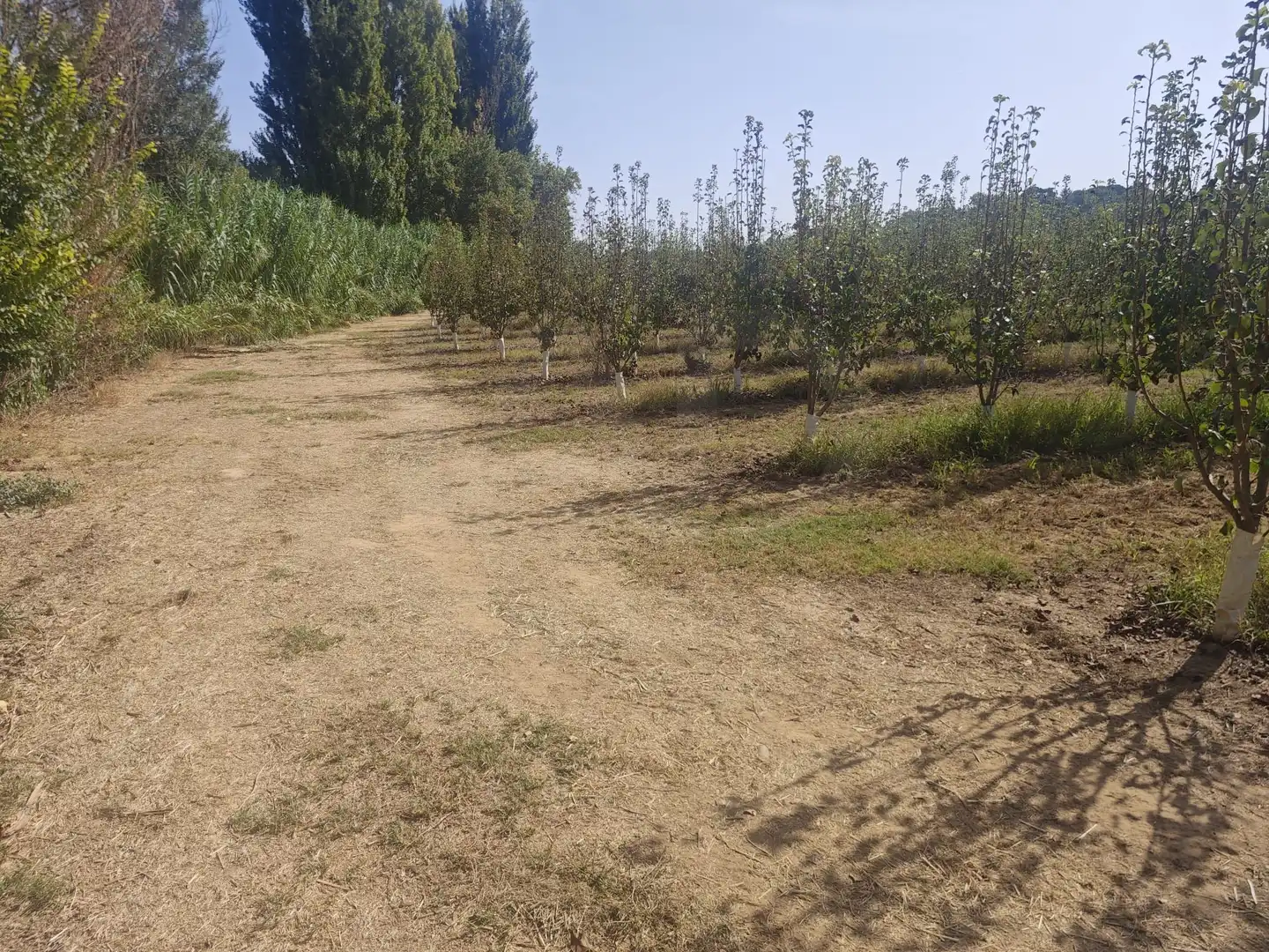 Land for sale in Albatàrrec