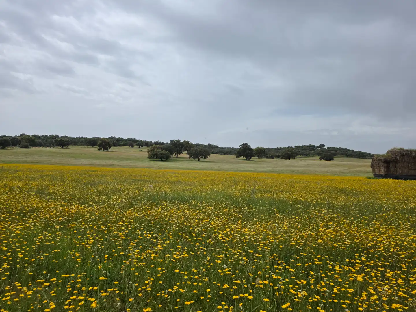 Terreni e lotti in vendita a Olivenza, imagen 12