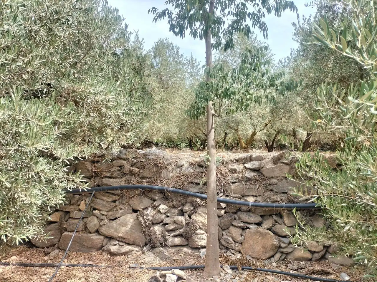 Casa rústica en venda a Lecrín, imagen 5