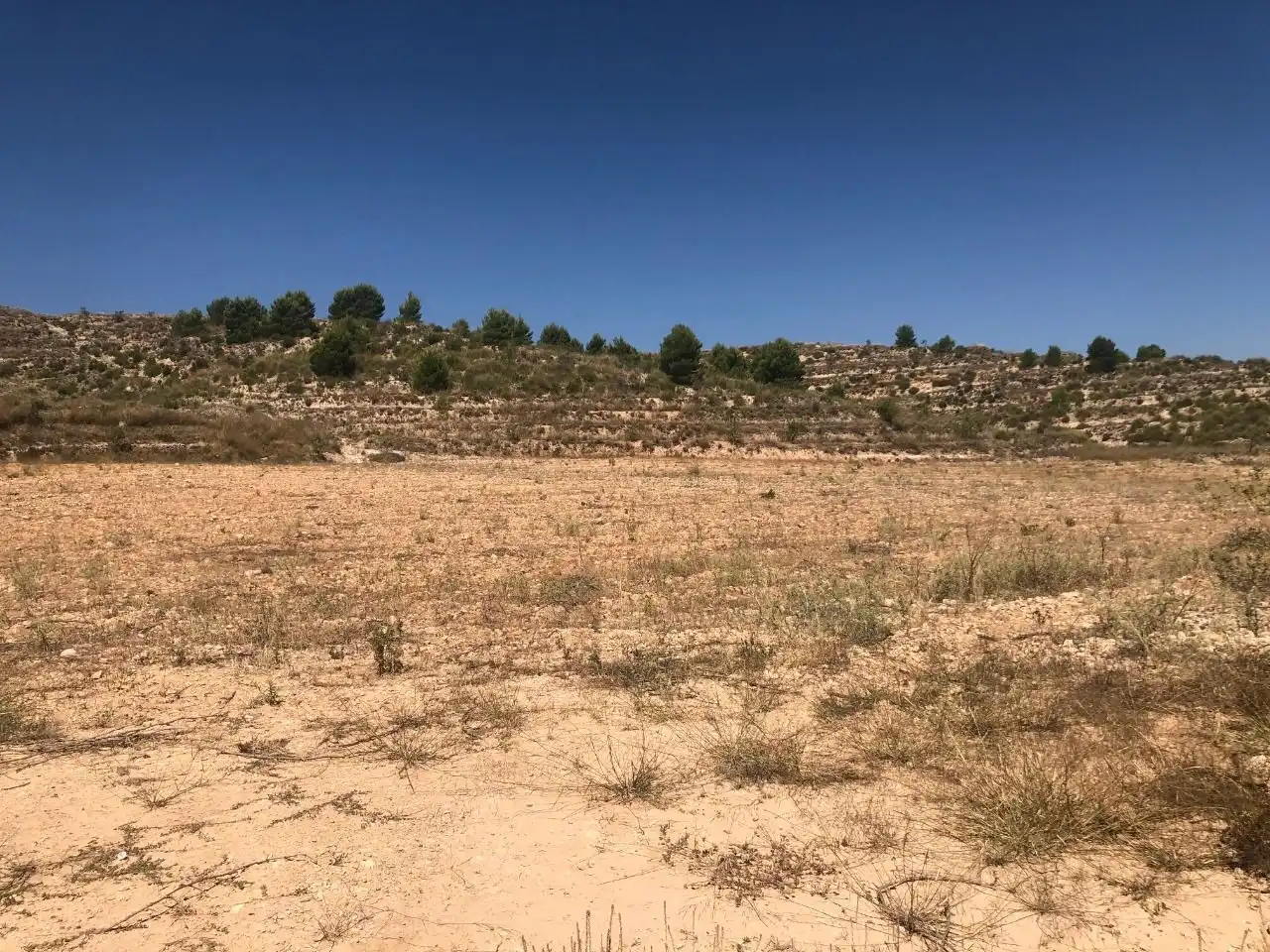 Lands and plots for sale in Abanilla