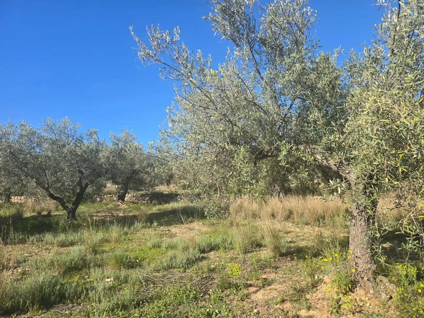 Terreno rustico in vendita a Alcanar, imagen 9