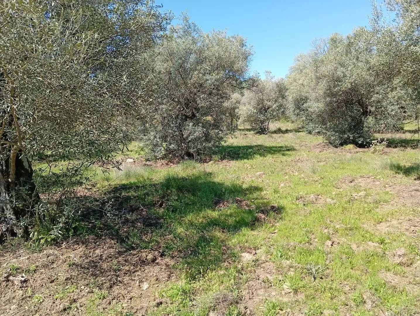 Terreni e lotti in vendita a Valverde de la Vera, imagen 13