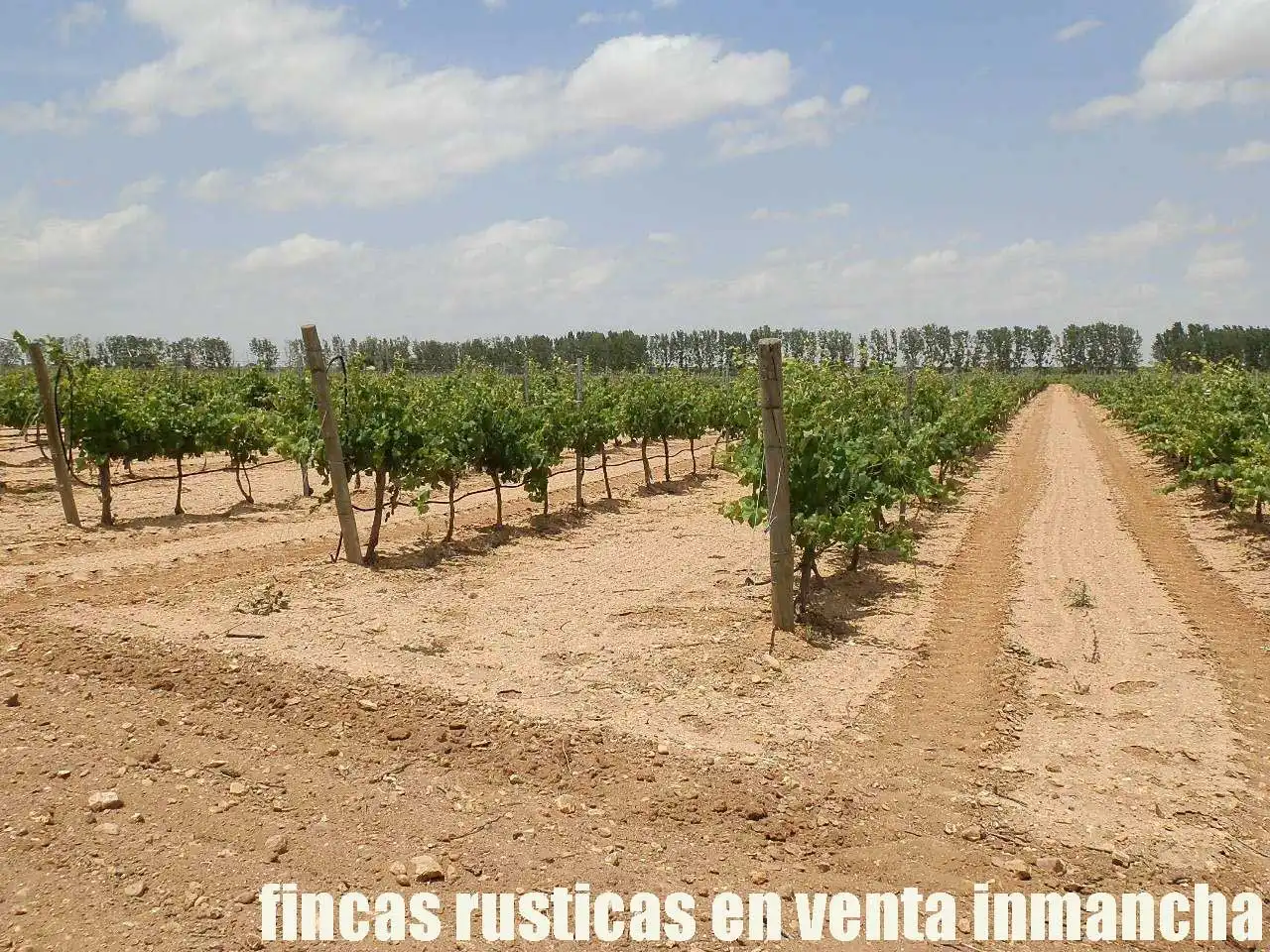Terreni e lotti in vendita a Villarrobledo