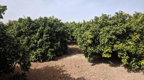 Foto 5 de Finca rústica en venta en Bulevar del Xúquer, Cullera
