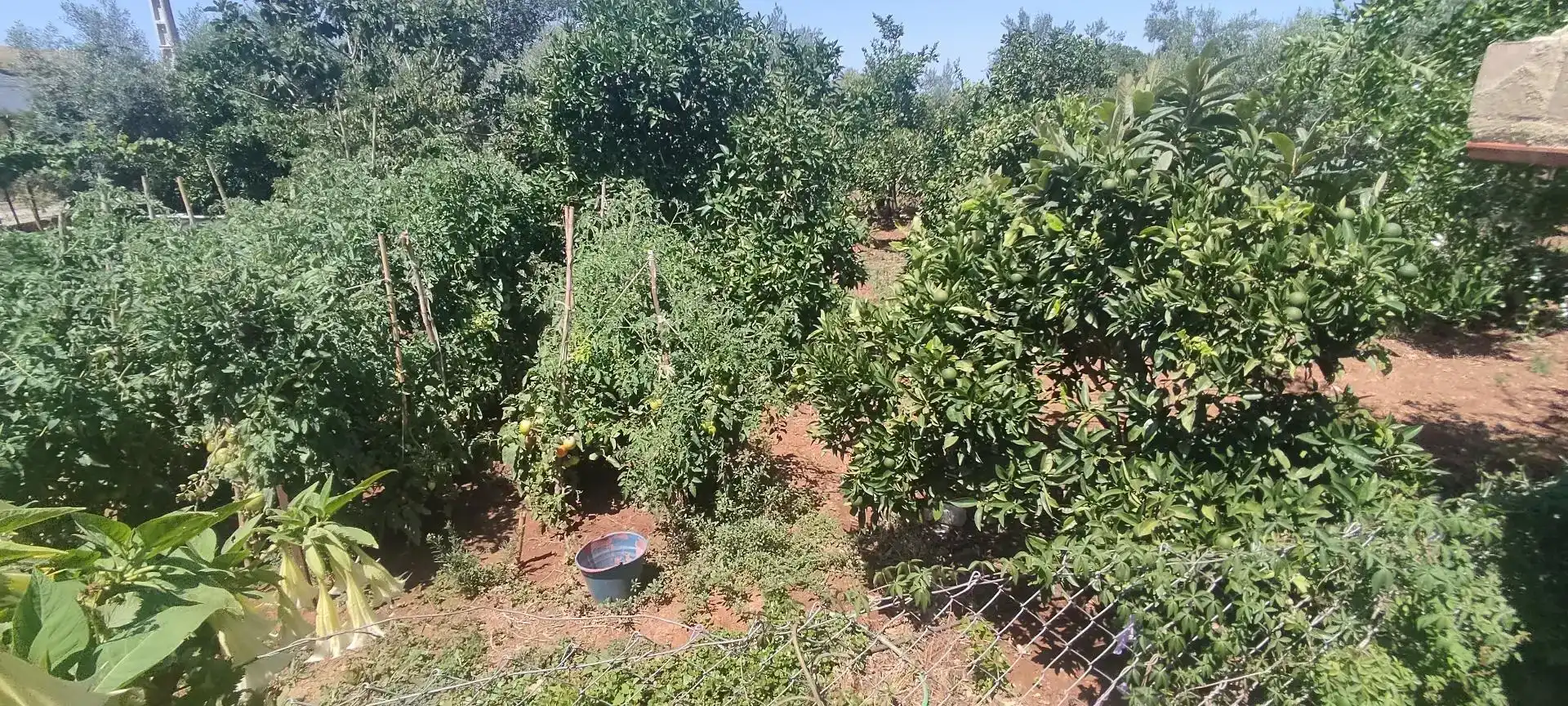 Finca rústica en venda en El Coronil amb Aire condicionat, Jardí privat i Piscina