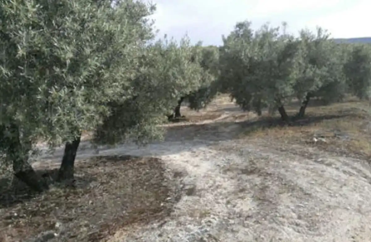 Terreni e lotti in vendita a Fuerte del Rey, imagen 4