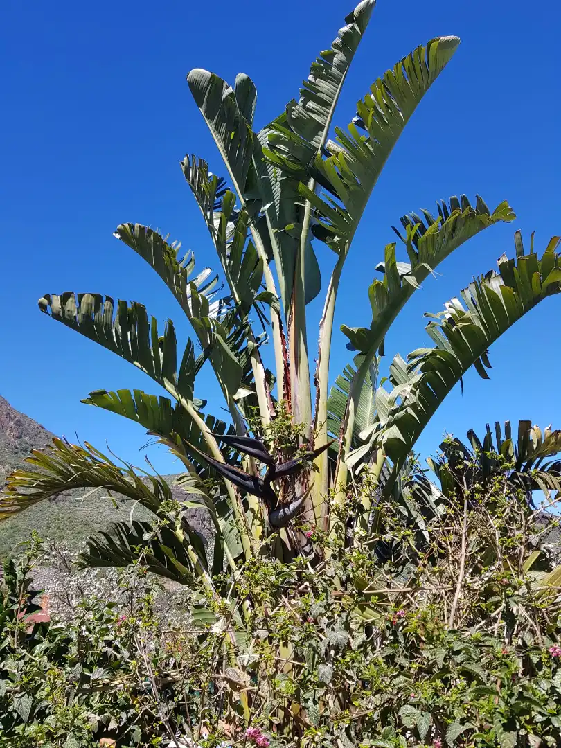 Vista exterior de Casa o xalet en venda en Valsequillo de Gran Canaria amb Jardí privat, Terrassa i Traster