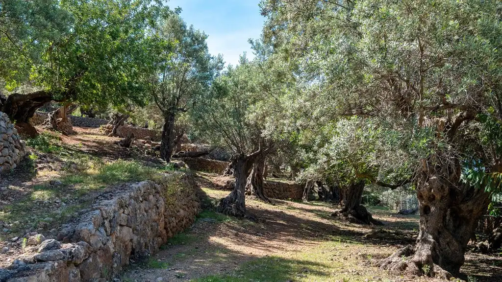 Country house with garden for sale in Sóller, imagen 20