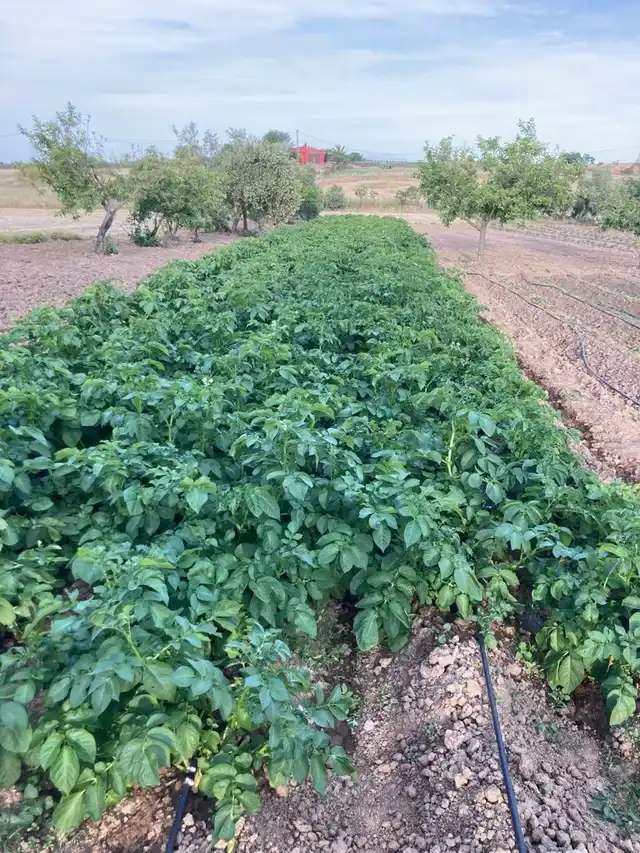 Grundstücke und Bauplätze zum Verkauf in Dos Torres, imagen 10