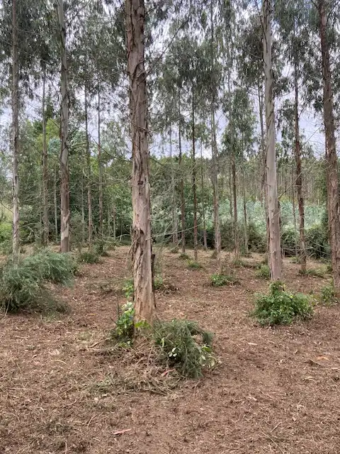Country homes for sale in A Laracha  