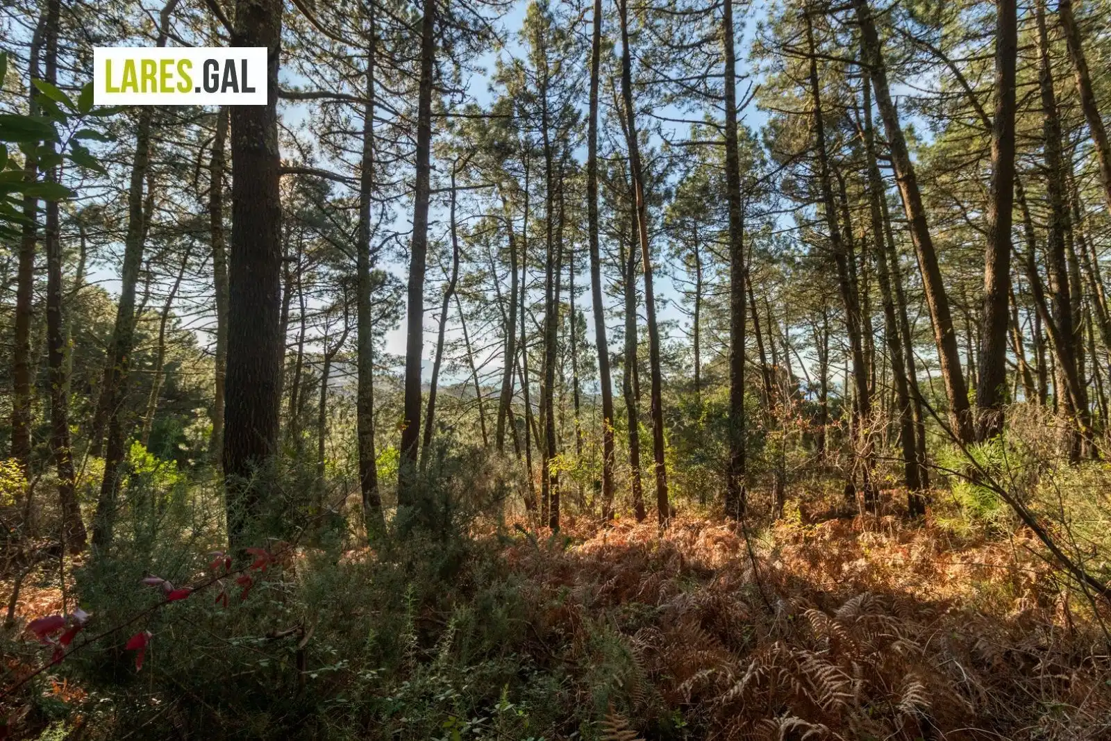 Rustikales Grundstück zum Verkauf in Lugar de Fenteiras, imagen 10