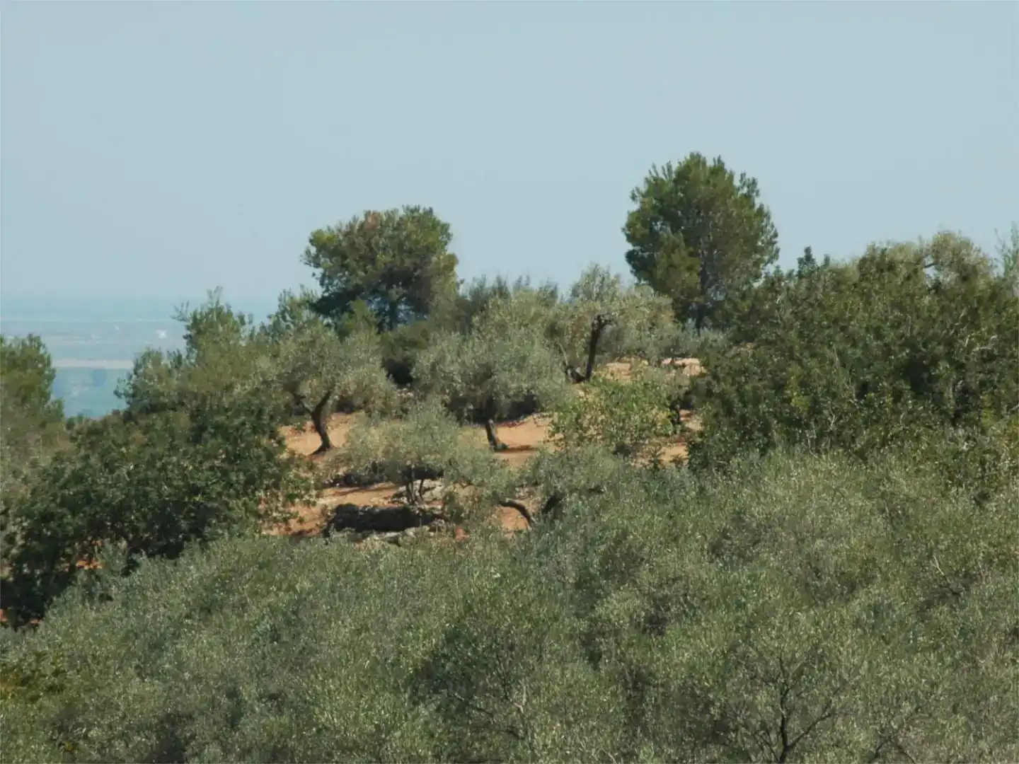 Finca rústica en venda en Camarles
