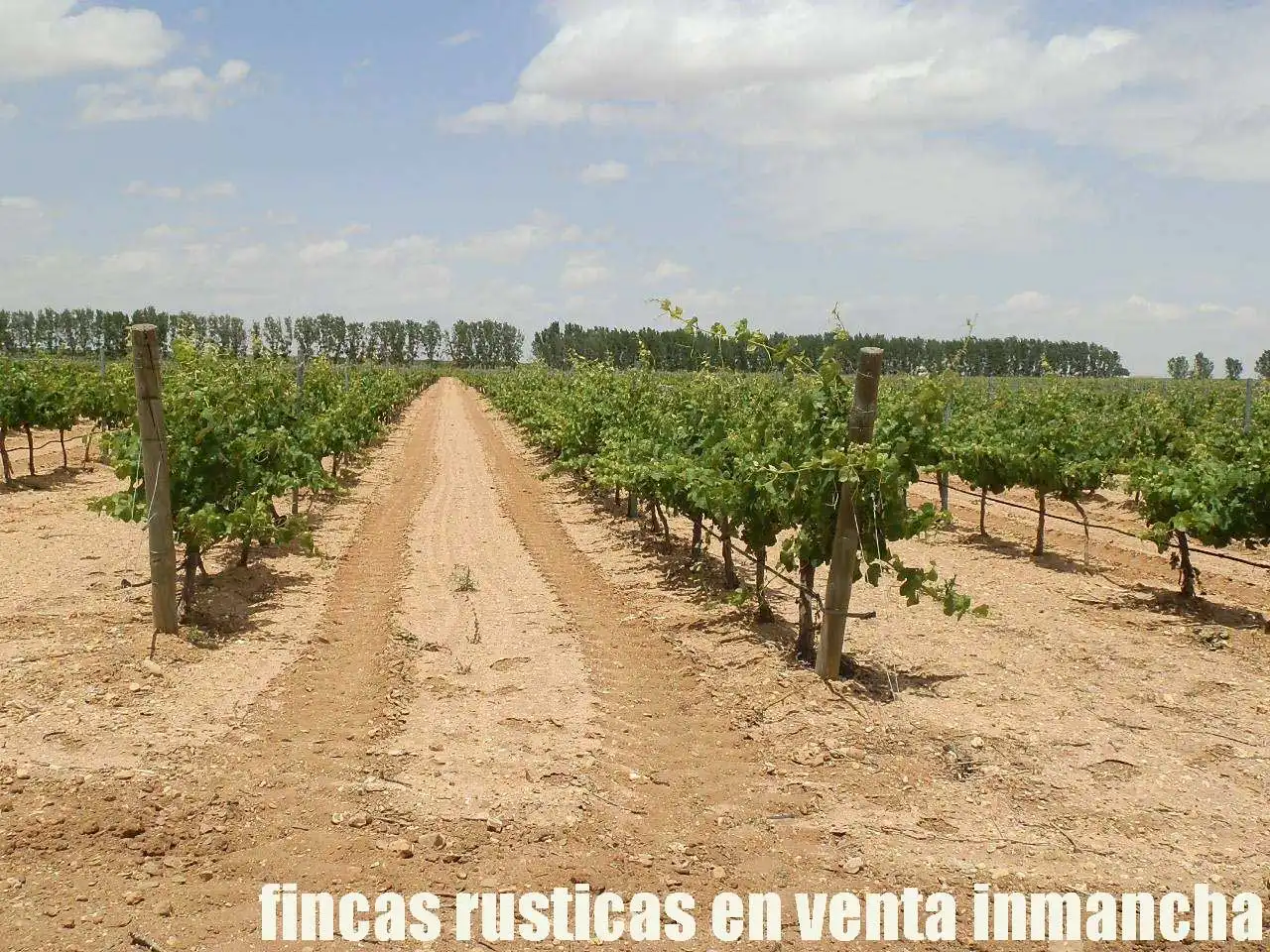 Terreny rústic en venda a Villarrobledo, imagen 4