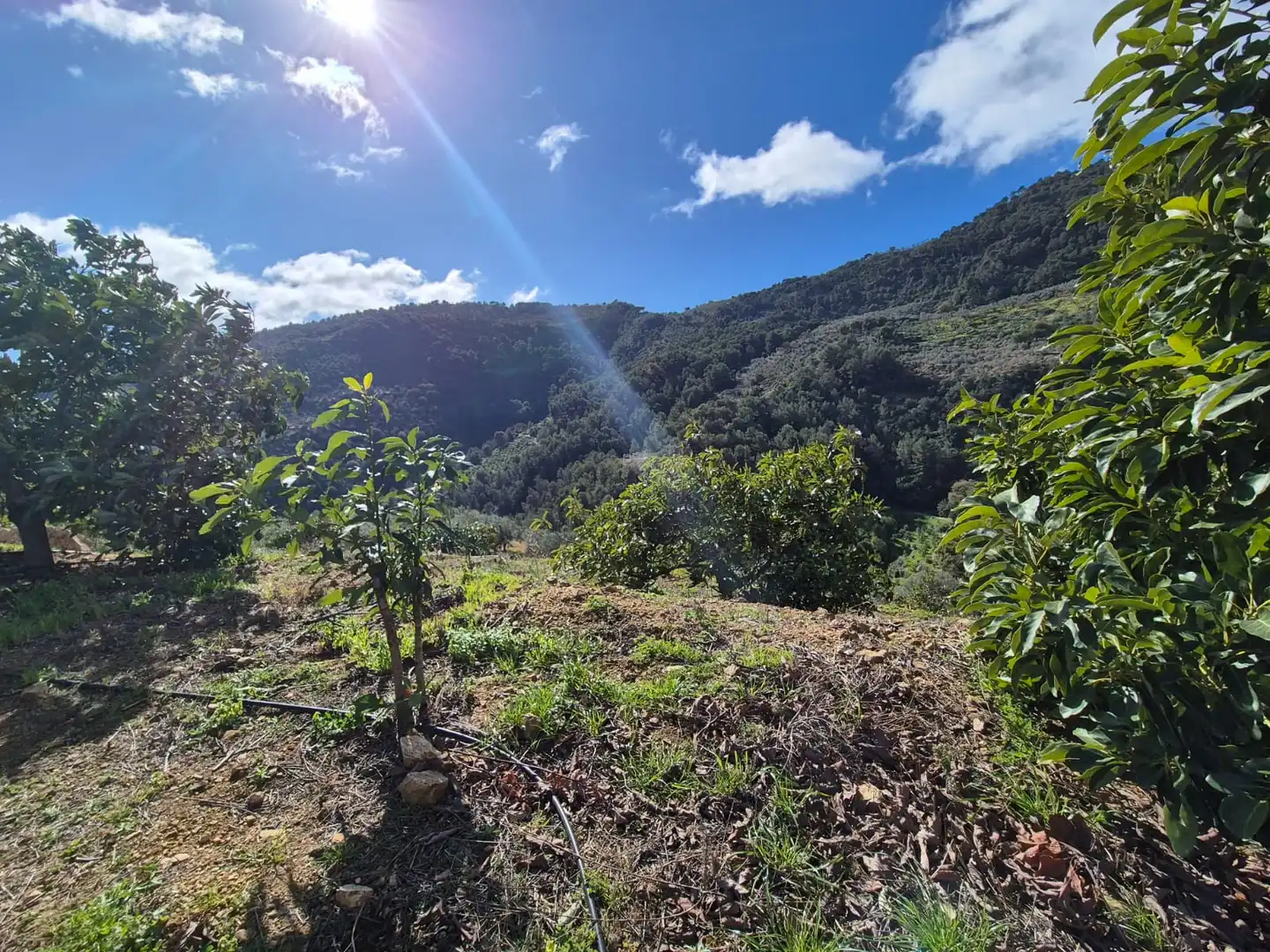 Finca rústica en venta en Yunquera