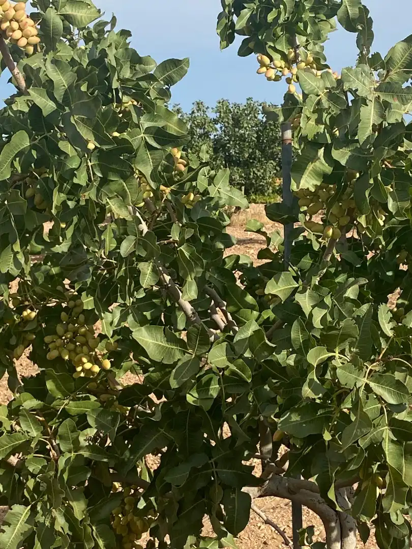 Jardín de Terreno en venta en Tomelloso