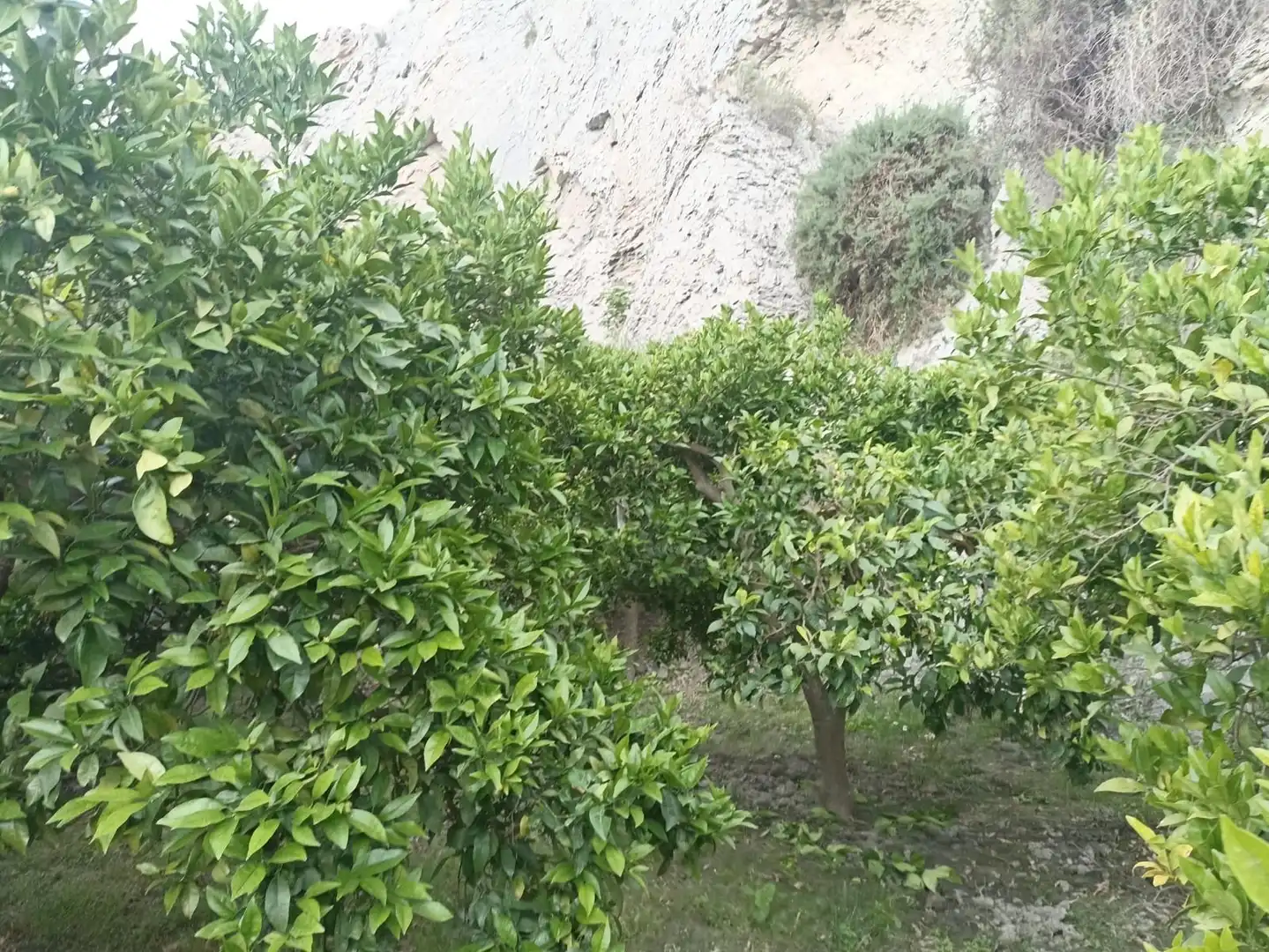 Terreny rústic en venda a molino del medio, imagen 10