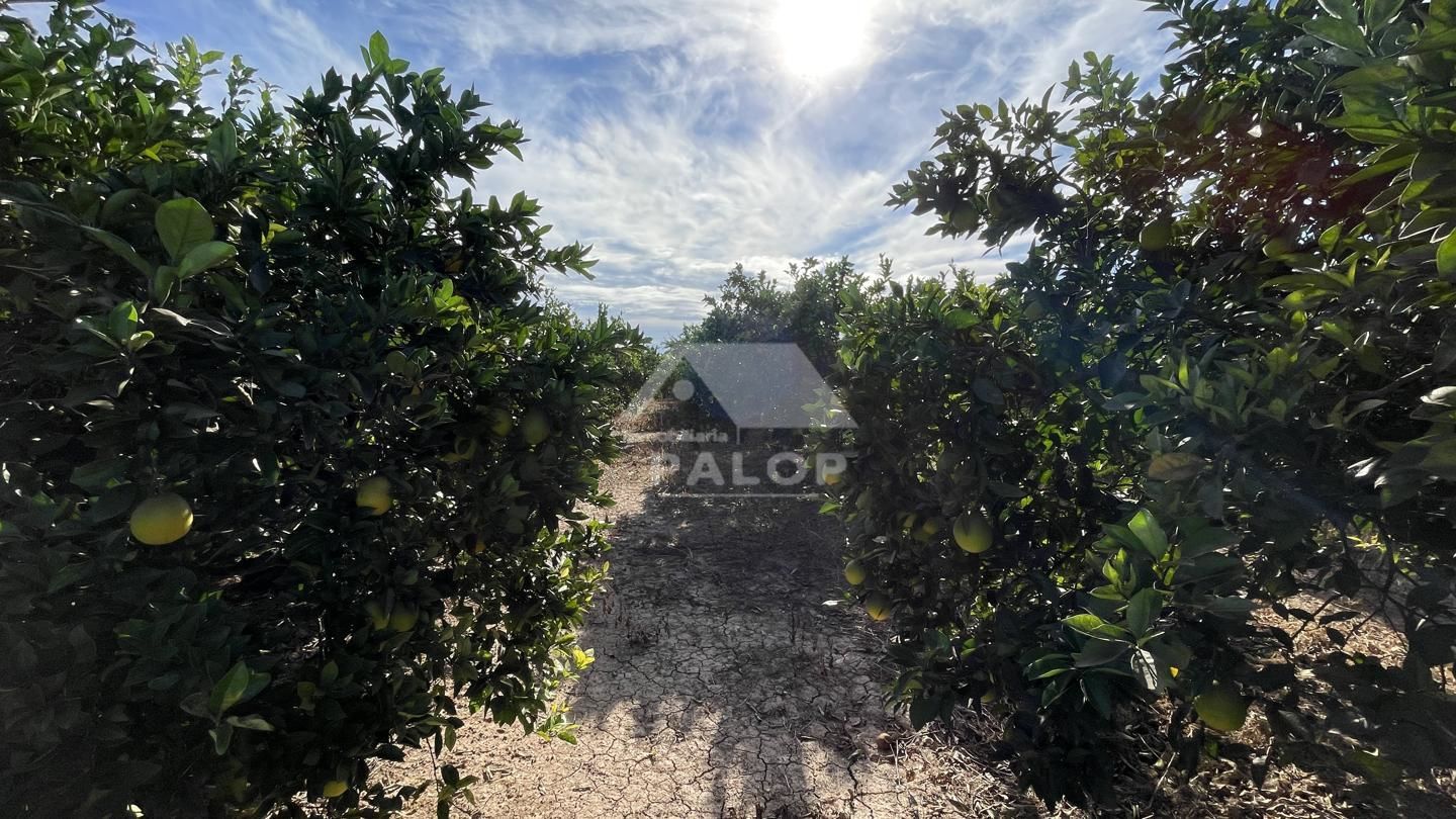Terreno en venta en La Pobla Llarga