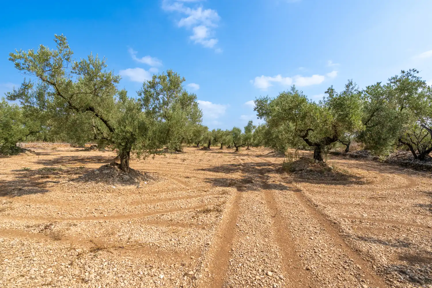 Rustikales Grundstück zum Verkauf in Camí Miliana, imagen 2