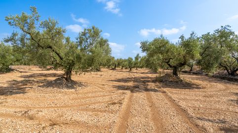 Finca rústica completamente plana con olivos y buen acceso., immagine 2