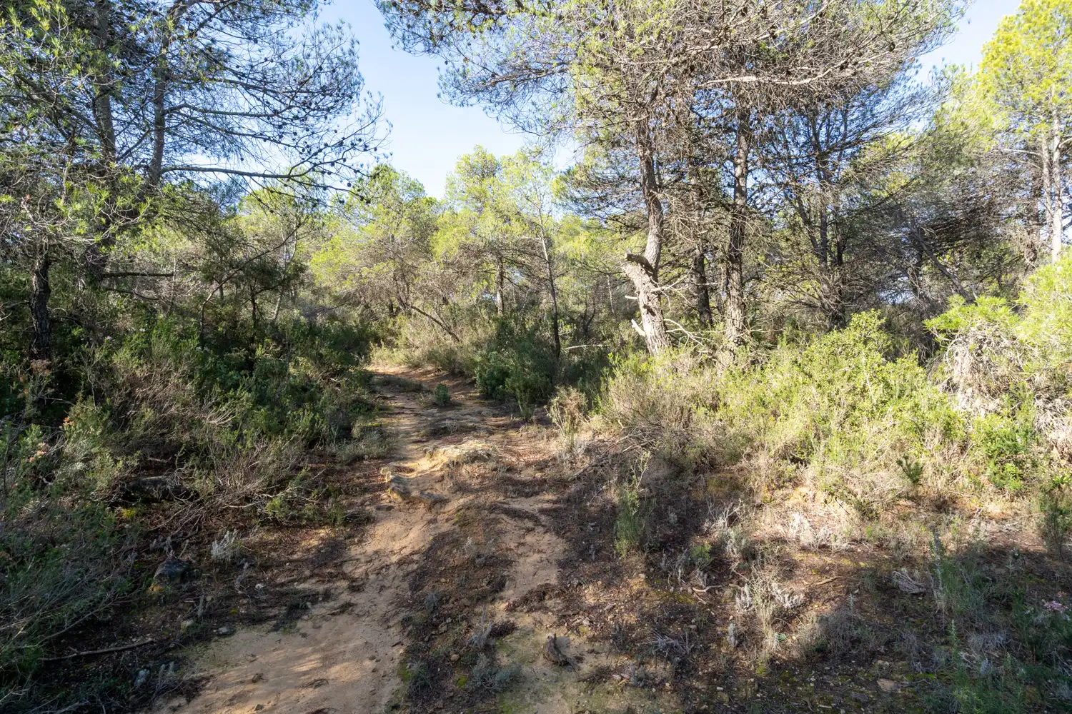 Terreni e lotti in vendita a Arens de Lledó