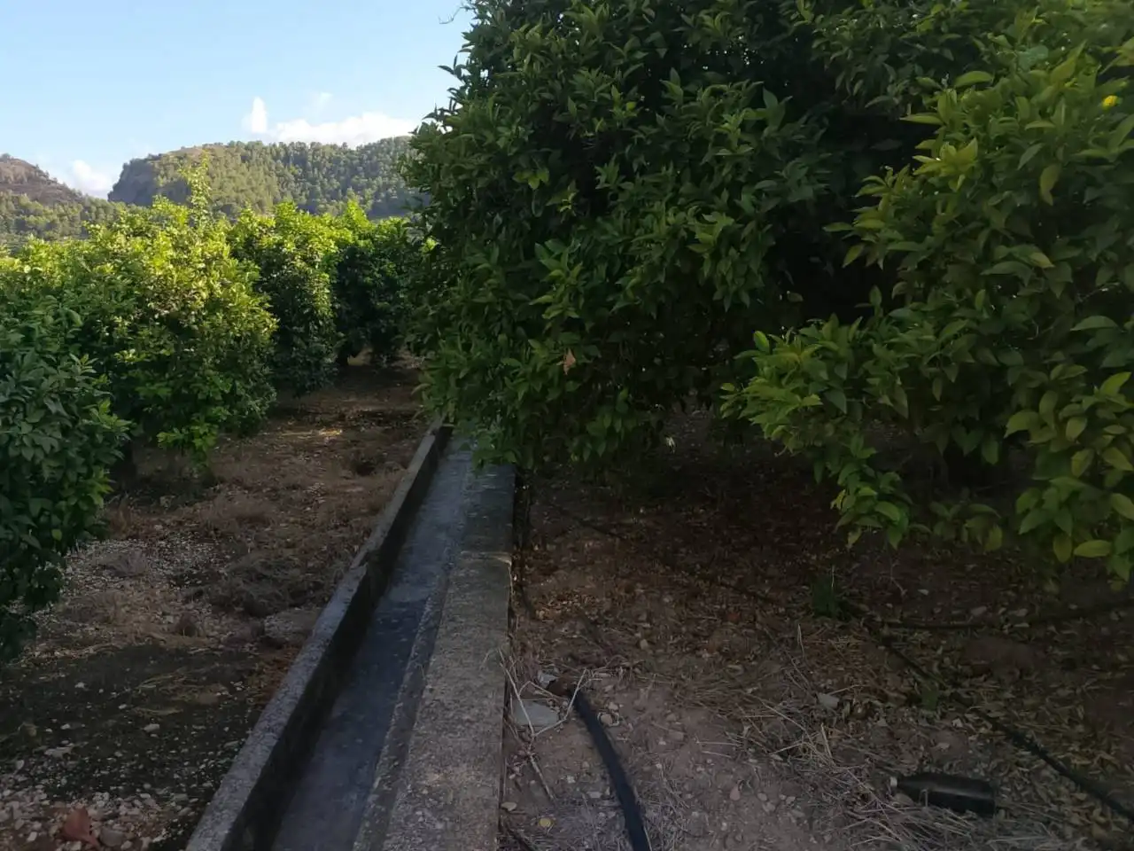 Terreny rústic en venda a Camino Viejo de Xátiva, imagen 8