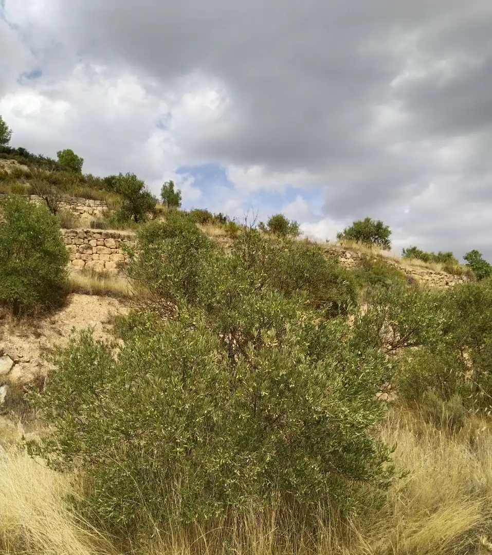 Terreno rustico in vendita a Carrer Onze de Setembre 21, imagen 7