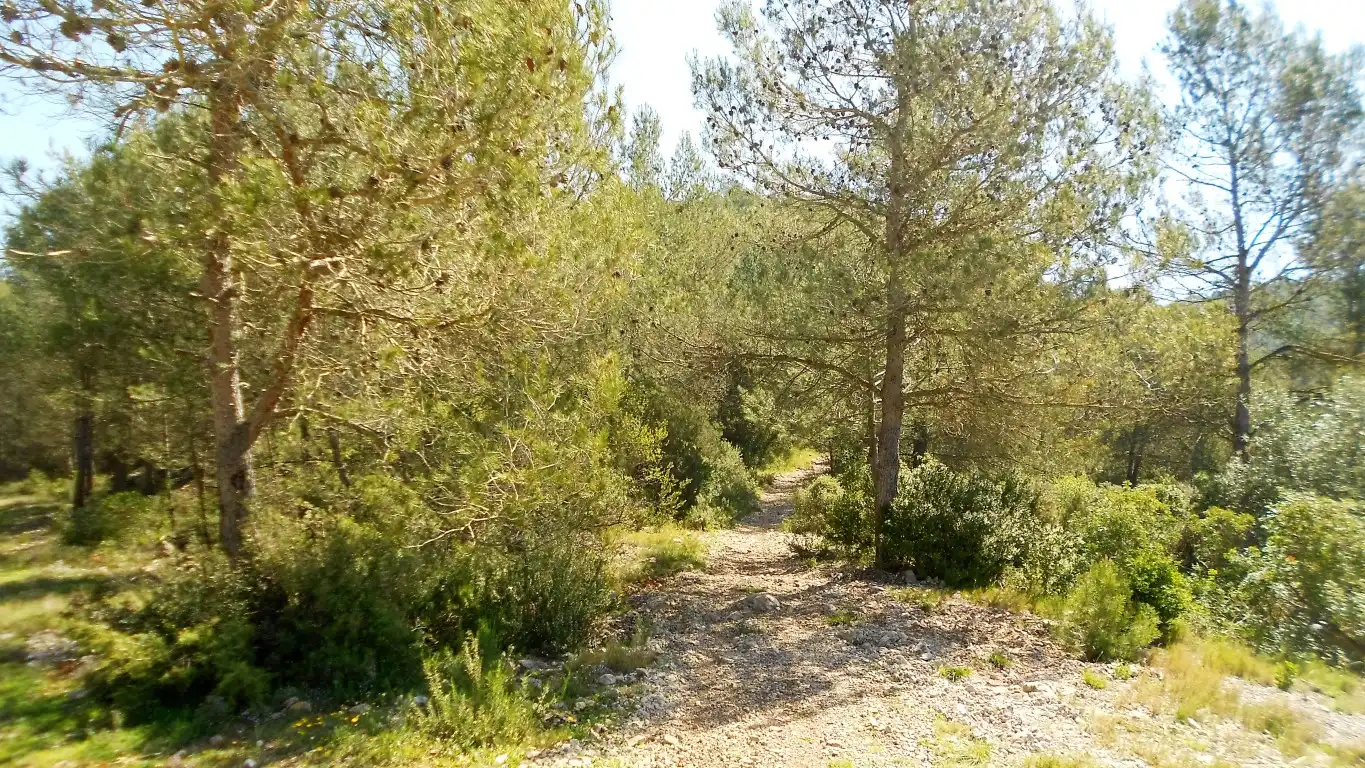 Terreno rústico en venta en Carrer Olesa de Bonesvalls 9
