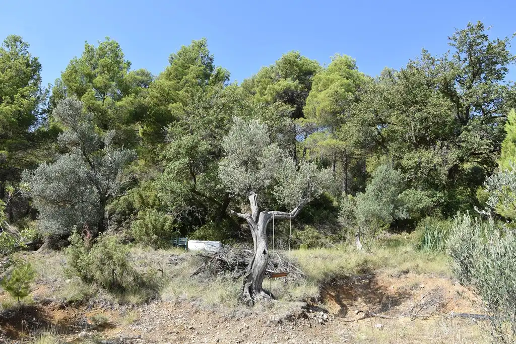 Rural land for sale in Mas de la Riba 1, imagen 10