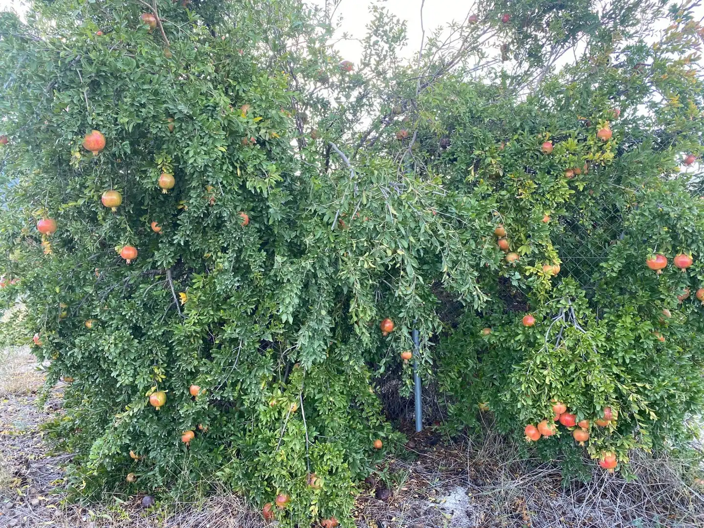 Residential land for sale in Moratalla, imagen 23