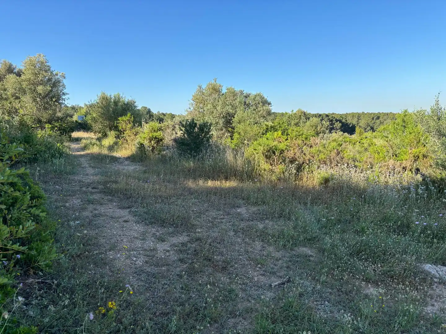 Rural land for sale in Camí de Rodonya 3, imagen 5