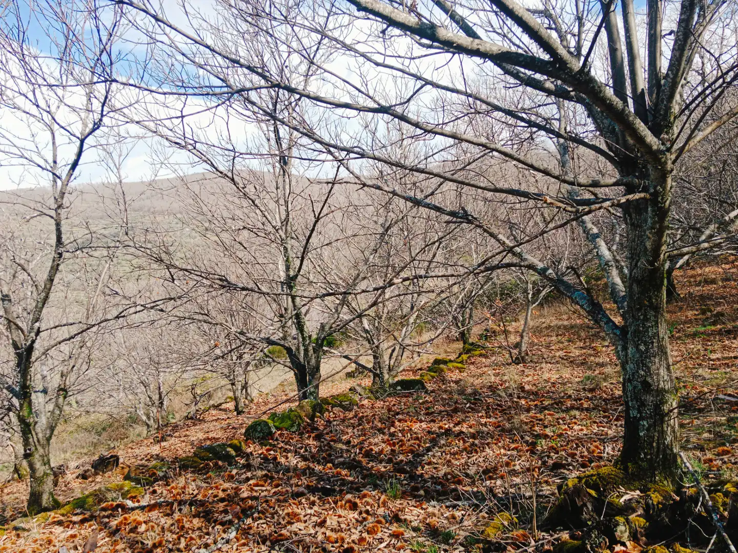 Terreni e lotti in vendita a Arroyomolinos de la Vera, imagen 29