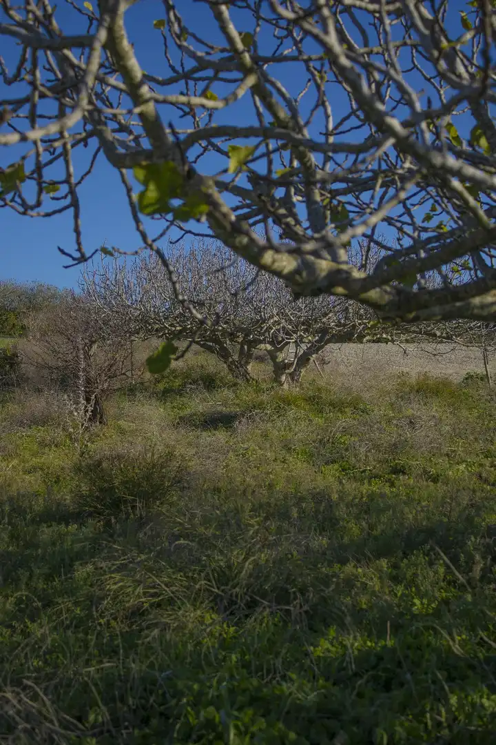 Rural land for sale in Los Franceses – La Vega, imagen 7